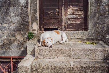 Karadağ 'da kedileri olan Kotor caddesindeki köpek.