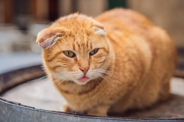 Cat az utcán Kotor, a város a macskák Montenegróban — Stock Fotó