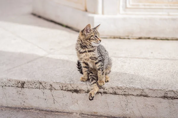 몬테네그로에 고양이와 함께 도시 코토르의 거리에 있는 고양이 — 스톡 사진