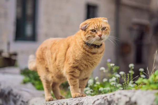 Кот на улице Котор, город с кошками в Черногории — стоковое фото
