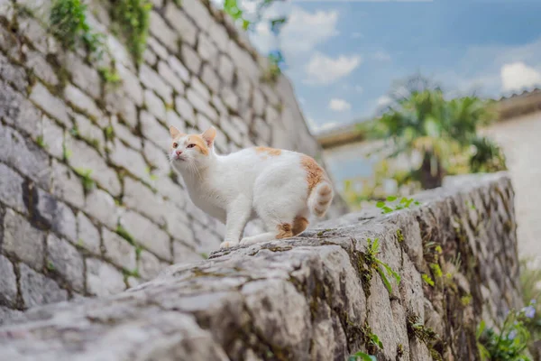 Кот на улице Котор, город с кошками в Черногории — стоковое фото