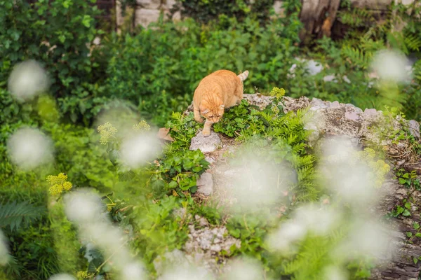 Γάτα στο δρόμο του Κοτόρ, η πόλη με τις γάτες στο Μαυροβούνιο — Φωτογραφία Αρχείου