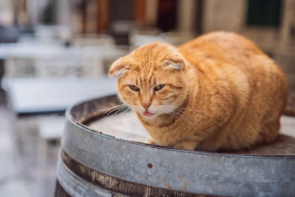 Cat az utcán Kotor, a város a macskák Montenegróban — Stock Fotó
