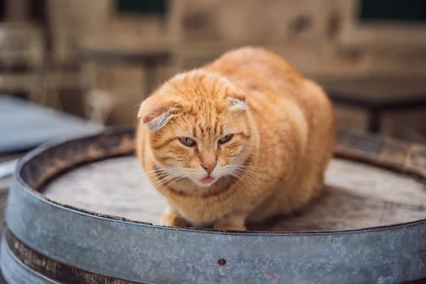 Kat op straat van Kotor, de stad met de katten in Montenegro — Stockfoto