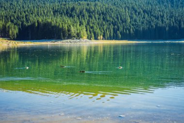 Kara Göl Crno Jezero 'nun panoramik sabah manzarası. Durmitor Nacionalni Park 'ın sakin yaz manzarası, Zabljak konumu, Karadağ, Avrupa. Doğa konseptinin güzelliği