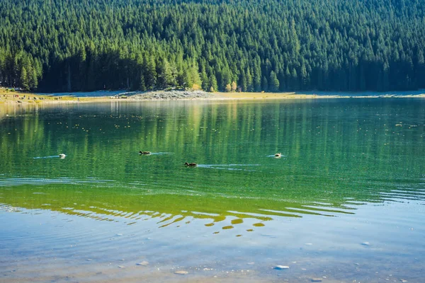 Kara Göl Crno Jezero 'nun panoramik sabah manzarası. Durmitor Nacionalni Park 'ın sakin yaz manzarası, Zabljak konumu, Karadağ, Avrupa. Doğa konseptinin güzelliği