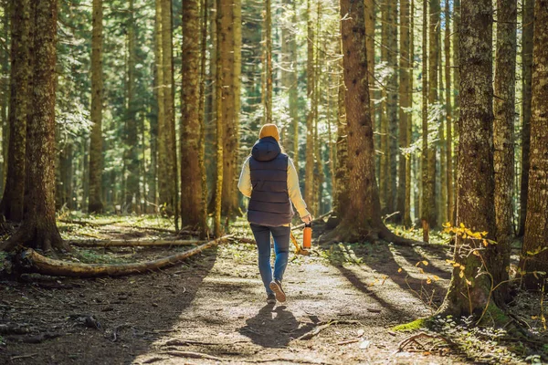 Sıcak giysili bir kadın çam ormanında yürümekten zevk alır.