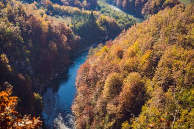 Mountain River Tara ve Karadağ 'daki orman. Karadağ 'da seyahat kavramı