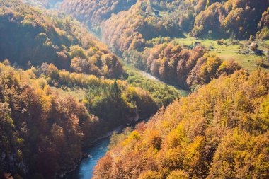 Mountain River Tara ve Karadağ 'daki orman. Karadağ 'da seyahat kavramı