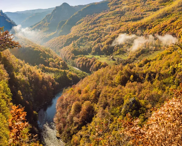 Mountain river Tara and forest in Montenegro. Travel around Montenegro concept — Zdjęcie stockowe