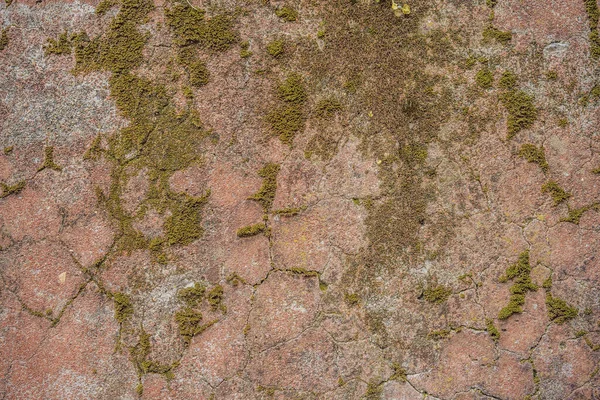 Pared Suciedad Background Cement Pared Background Moss Pared Cemento Viejo —  Fotos de Stock