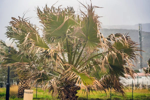 Tropical storm, heavy rain and high winds in tropical climates. Palm trees swaying in the wind from a tropical storm.