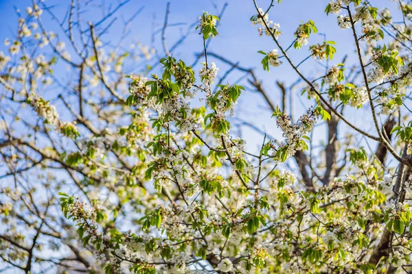 Egy Gyönyörű Tavaszi Cserje Apró Finom Fehér Virágokkal — Stock Fotó