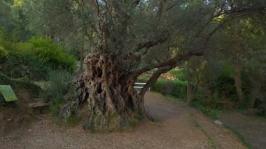 Eski Olive Stara Maslina 'nın klibi ünlü bir turistik ilgi odağı. 2000 yıllık olduğu söylenir. Karadağ 'a Seyahat.