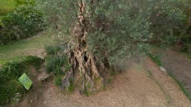 Eski Olive Stara Maslina Nın Klibi Ünlü Bir Turistik Ilgi — Stok video