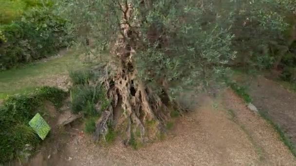 Letecké Video Staré Olive Stara Maslina Slavnou Turistickou Atrakcí Říká — Stock video