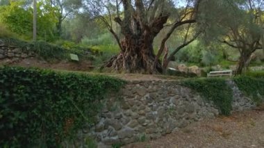 Eski Olive Stara Maslina 'nın klibi ünlü bir turistik ilgi odağı. 2000 yıllık olduğu söylenir. Karadağ 'a Seyahat.