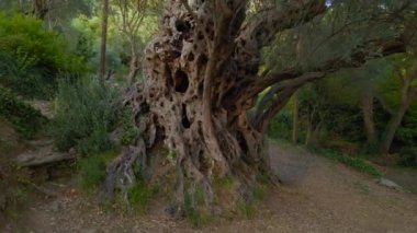 Eski Olive Stara Maslina 'nın klibi ünlü bir turistik ilgi odağı. 2000 yıllık olduğu söylenir. Karadağ 'a Seyahat.