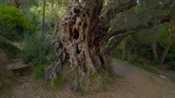 Aerial Video Old Olive Stara Maslina Famous Tourist Attraction Its — Stock Video