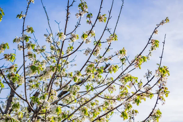 Egy Gyönyörű Tavaszi Cserje Apró Finom Fehér Virágokkal — Stock Fotó