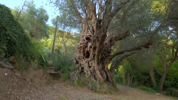 Luchtfoto Van Old Olive Stara Maslina Een Beroemde Toeristische Attractie — Stockvideo