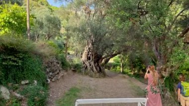 Yaşlı Olive Stara Maslina 'yı ziyaret eden bir kadın ve oğlu ünlü bir turistik merkezdir. 2000 yıllık olduğu söylenir. Karadağ 'a Seyahat.