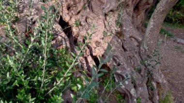 Eski Olive Stara Maslina ünlü bir turistik mekan. 2000 yıllık olduğu söylenir. Karadağ 'a Seyahat.