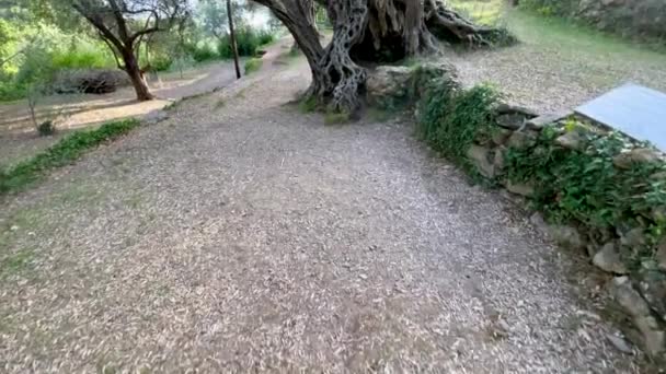 Die Alte Olive Stara Maslina Ist Eine Berühmte Touristenattraktion Angeblich — Stockvideo