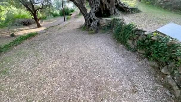 Stará Olive Stara Maslina Známá Turistická Atrakce Říká Stará 2000 — Stock video