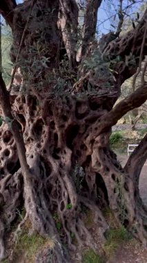 Dikey video. Eski Olive Stara Maslina ünlü bir turistik mekan. 2000 yıllık olduğu söylenir. Karadağ 'a Seyahat.
