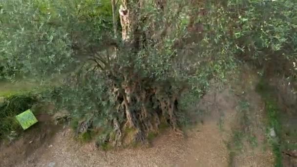 Aerial Video Old Olive Stara Maslina Famous Tourist Attraction Its — Stock Video