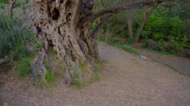 El kamerasıyla. Eski Olive Stara Maslina ünlü bir turistik mekan. 2000 yıllık olduğu söylenir. Karadağ 'a Seyahat.