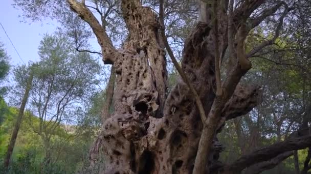 Een Handschot Old Olive Stara Maslina Een Beroemde Toeristische Attractie — Stockvideo