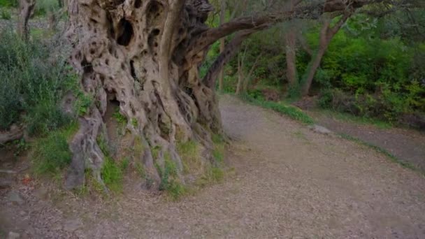 Handheld Shot Old Olive Stara Maslina Famous Tourist Attraction Its — Stock Video