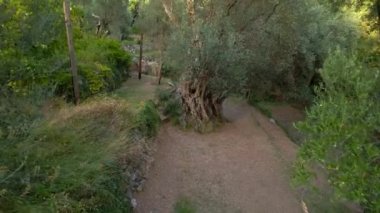 Eski Olive Stara Maslina 'nın klibi ünlü bir turistik ilgi odağı. 2000 yıllık olduğu söylenir. Karadağ 'a Seyahat.