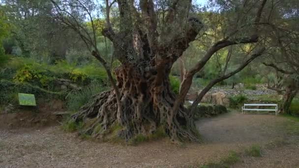 Luftbild Der Alten Olivenbäume Stara Maslina Einer Berühmten Touristenattraktion Angeblich — Stockvideo