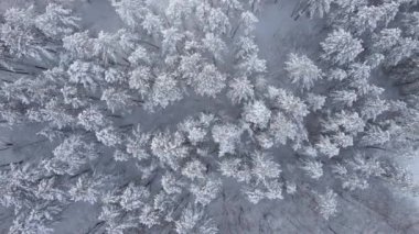 Kış ormanı manzarası. Ağaçlar ve zemin karla kaplıdır. Yavaş çekim videosu. Drone sağa doğru hareket ediyor.