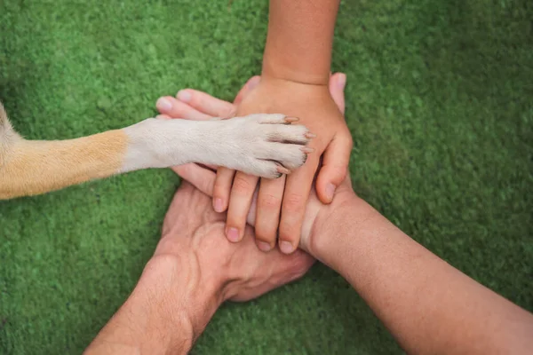 Human Hands Dog Paw Team Fight Animal Rights Help Animals — Fotografia de Stock