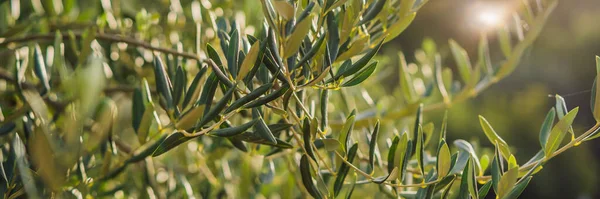 Olive tree in Italy, harvesting time. Sunset olive garden, detail with copy space for your text. BANNER, LONG FORMAT