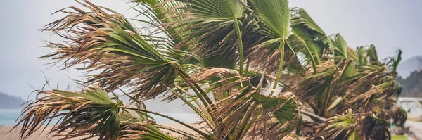 BANNER, LONG FORMAT Tropical storm, heavy rain and high winds in tropical climates. Palm trees swaying in the wind from a tropical storm.