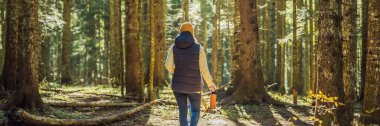 Sıcak giysili bir kadın çam ormanında yürümekten hoşlanır. BANNER, BÜYÜK