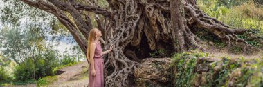 Banner, 2000 yaşındaki zeytin ağacına bakan eski kadın turist: Budva, Karadağ 'daki Stara Maslina. Avrupa 'nın en eski ağacı olduğu ve turistik bir ilgi odağı olduğu düşünülüyor. Arka planda