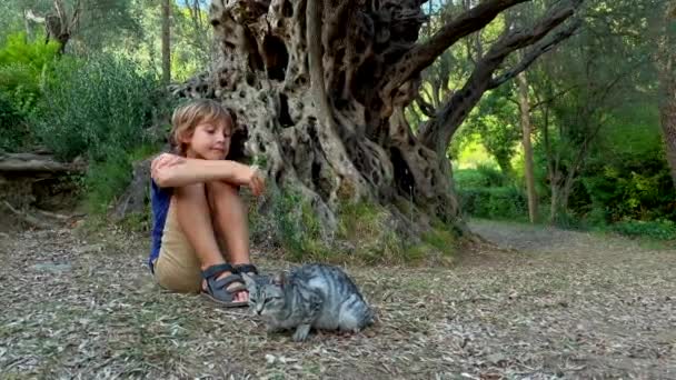 Slowmotion Video Little Boy Sitting Front Old Olive Stara Maslina — Video