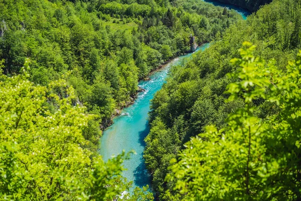 Montenegro Natural Landscape Mountain River Tara — Stock fotografie