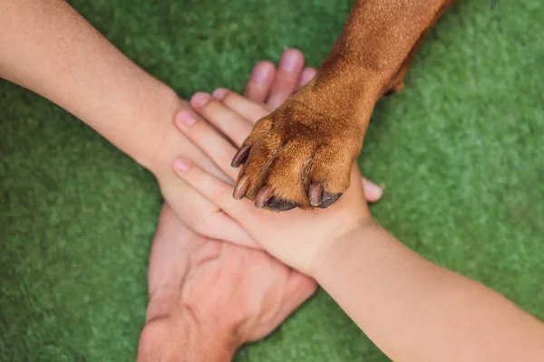 Human Hands Dog Paw Team Fight Animal Rights Help Animals — Stock Photo, Image