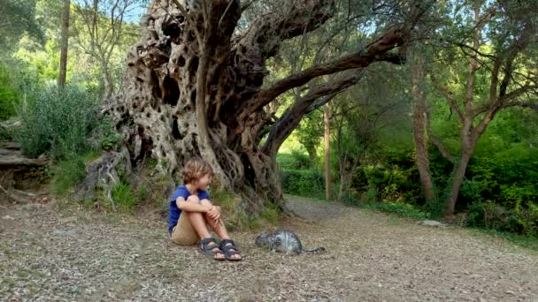 Slowmotion Video Little Boy Sitting Front Old Olive Stara Maslina — Stockvideo