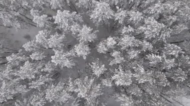 Kış ormanının yukarıdan aşağı manzarası. Ağaçlar ve zemin karla kaplıdır. Yavaş çekim videosu.