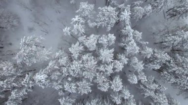 Top down view of a winter forest. Trees and ground are covered with snow. Slowmotion video. Drone moves downwards.