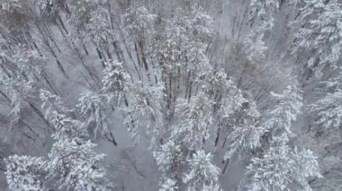 Top down view of a winter forest. Trees and ground are covered with snow. Slowmotion video. Drone moves in a vertical direction.