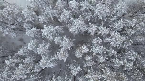 Top View Winter Forest Trees Ground Covered Snow Slowmotion Video — ストック動画